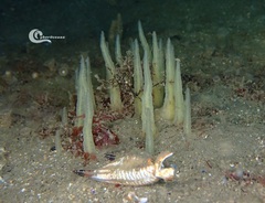 Ciocalypta penicillus