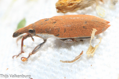 Lixus acicularis