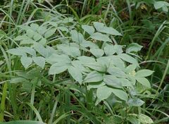 Lathyrus laevigatus