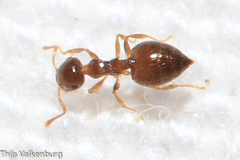 Crematogaster sordidula