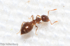 Crematogaster sordidula
