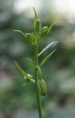 Lilium martagon