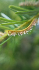 Naohidemyces vacciniorum