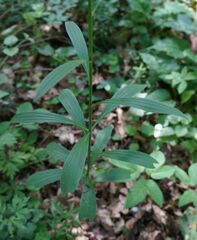 Lilium martagon