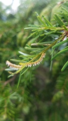 Naohidemyces vacciniorum