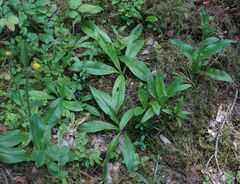 Arnica montana