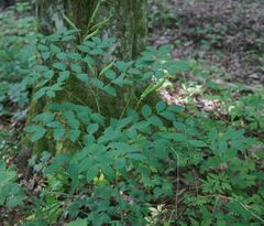 Lathyrus laevigatus