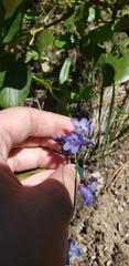 Penstemon albertinus