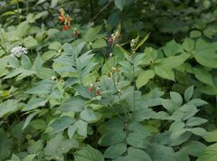 Lathyrus laevigatus
