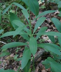 Lilium martagon