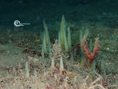 Ciocalypta penicillus