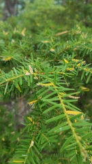 Naohidemyces vacciniorum