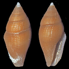 Anarithma
