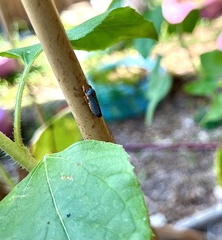 Oncometopia nigricans