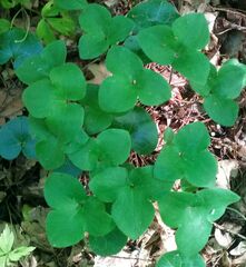 Hepatica nobilis