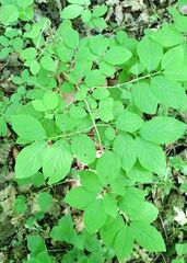 Lonicera xylosteum