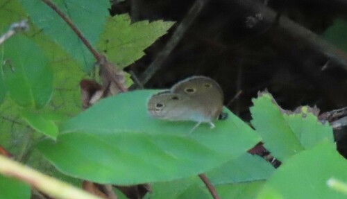 Little Wood Satyr photo 4