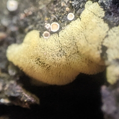 Sphaerosporium