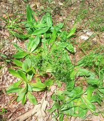 Arnica montana