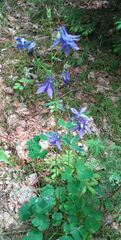 Aquilegia vulgaris