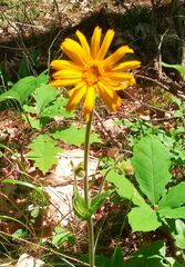 Arnica montana