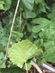 Phyllocnistis vitegenella