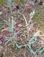 Helichrysum arenarium
