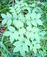 Lathyrus laevigatus
