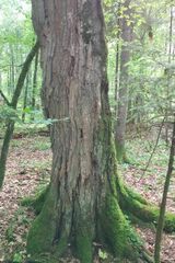 Carpinus betulus