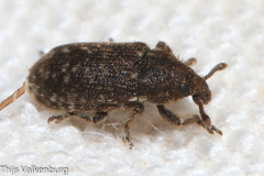Rhinocyllus