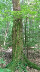 Carpinus betulus