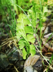 Botrychium neolunaria