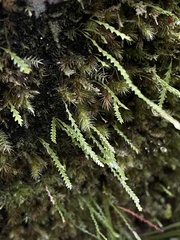 Cochlidium serrulatum