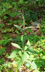 Lilium martagon
