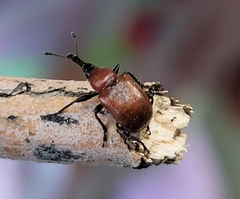 Merhynchites wickhami