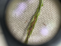 Cochlidium serrulatum