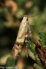 Aristotelia mirabilis