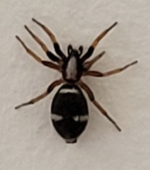 Sergiolus columbianus