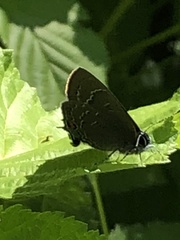 Satyrium calanus