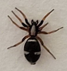 Sergiolus columbianus