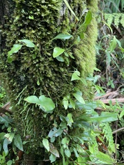 Cochlidium serrulatum