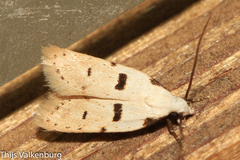 Stibaromacha ratella