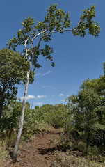 Corymbia confertiflora