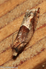 Ancylis sparulana
