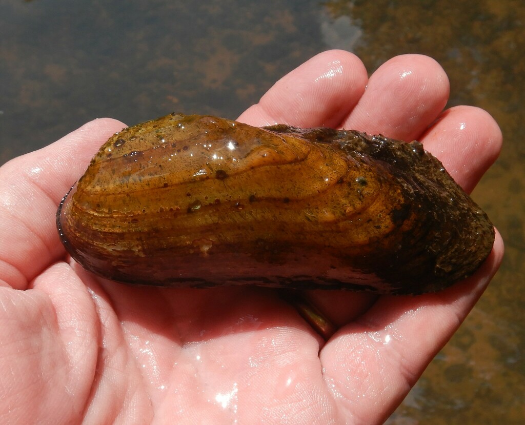 rabbitsfoot in June 2022 by Jeff Garner · iNaturalist