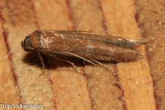 Blastobasis maroccanella