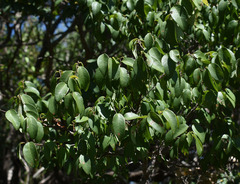 Bridelia leichhardtii