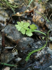 Botrychium neolunaria