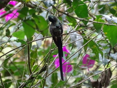 Aglaiocercus