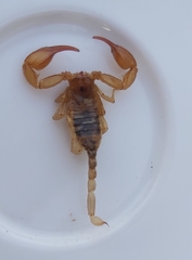 Euscorpius sicanus